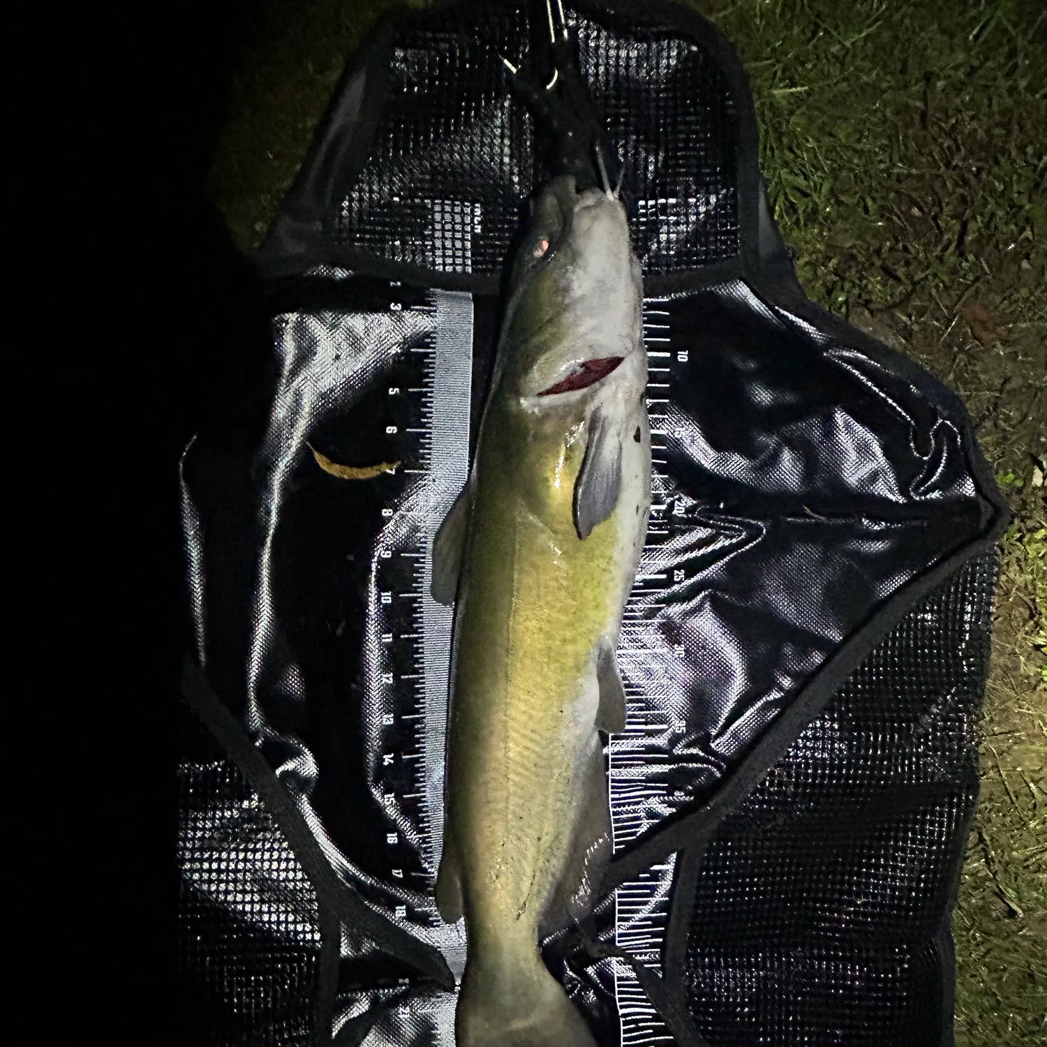 Channel catfish caught on Fishbrain