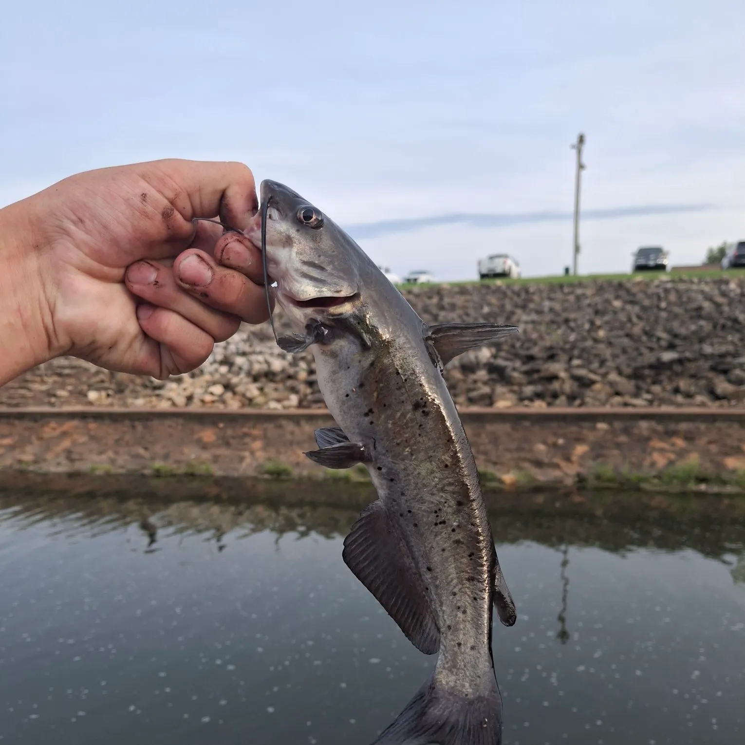 Channel catfish caught on Fishbrain