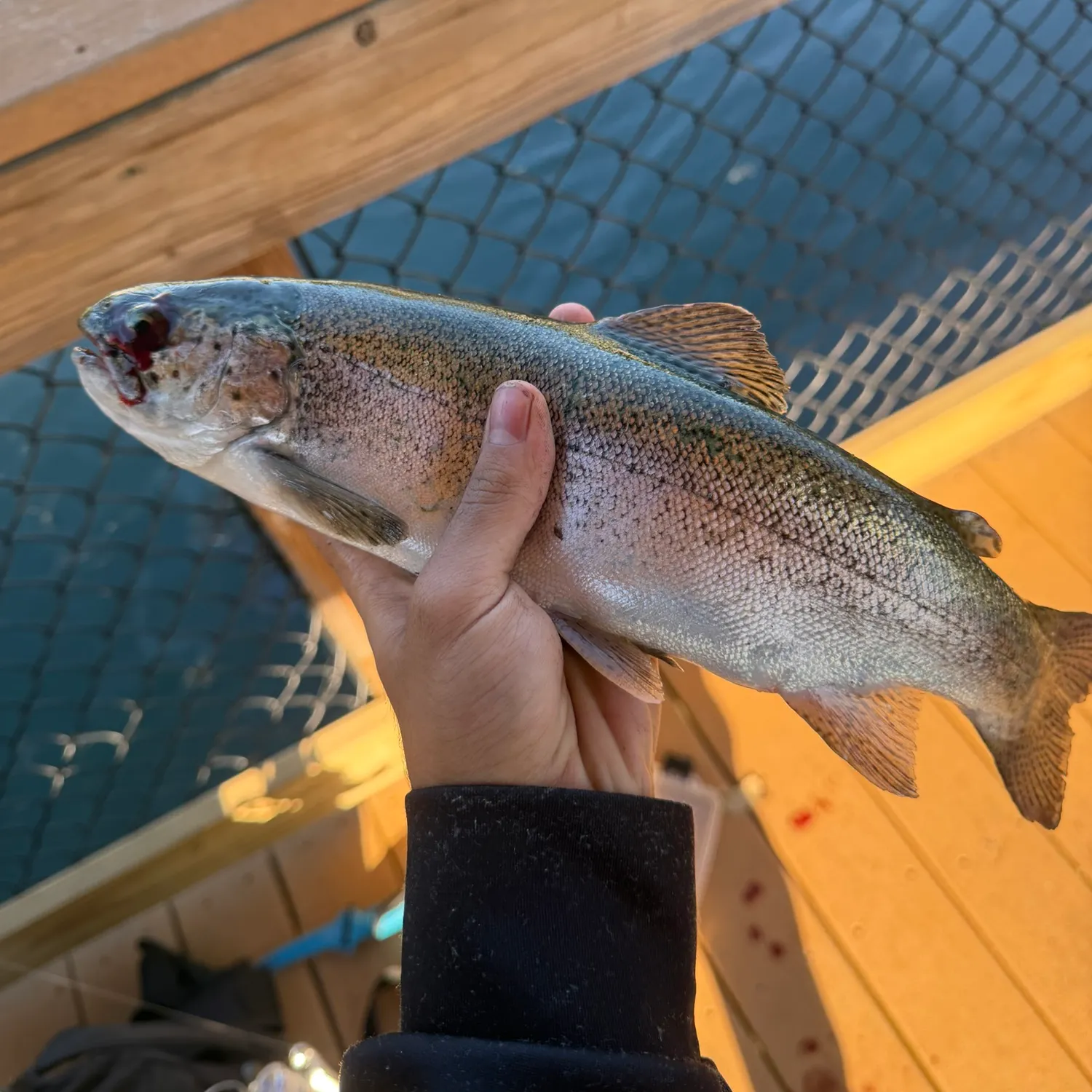 Rainbow trout caught on Fishbrain
