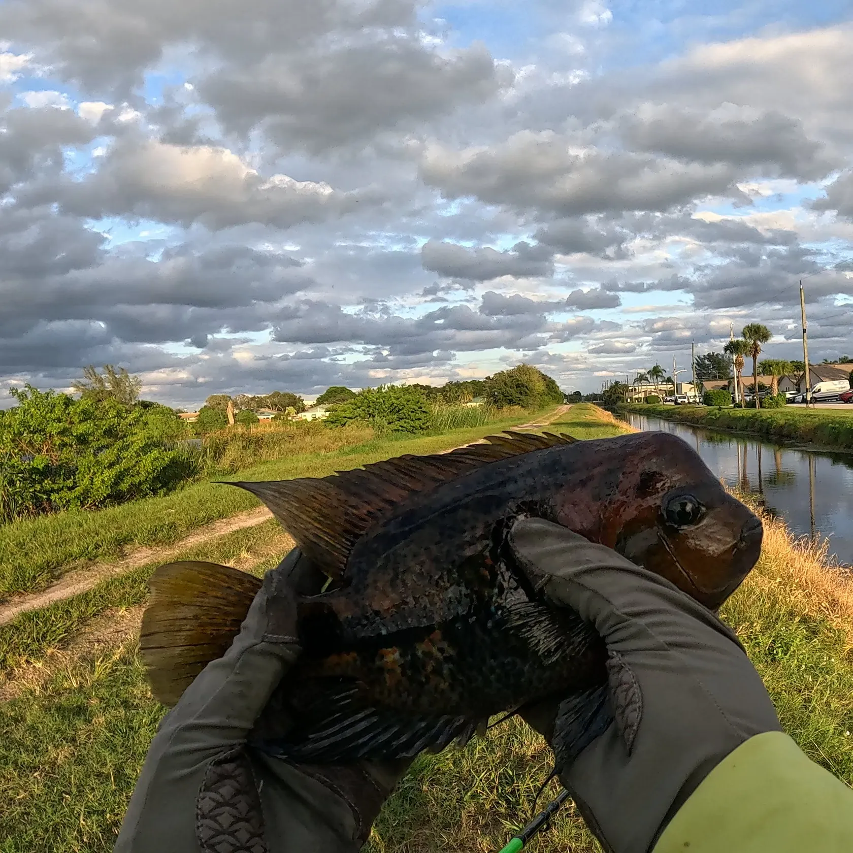 The most recent Redhead cichlid catches on Fishbrain