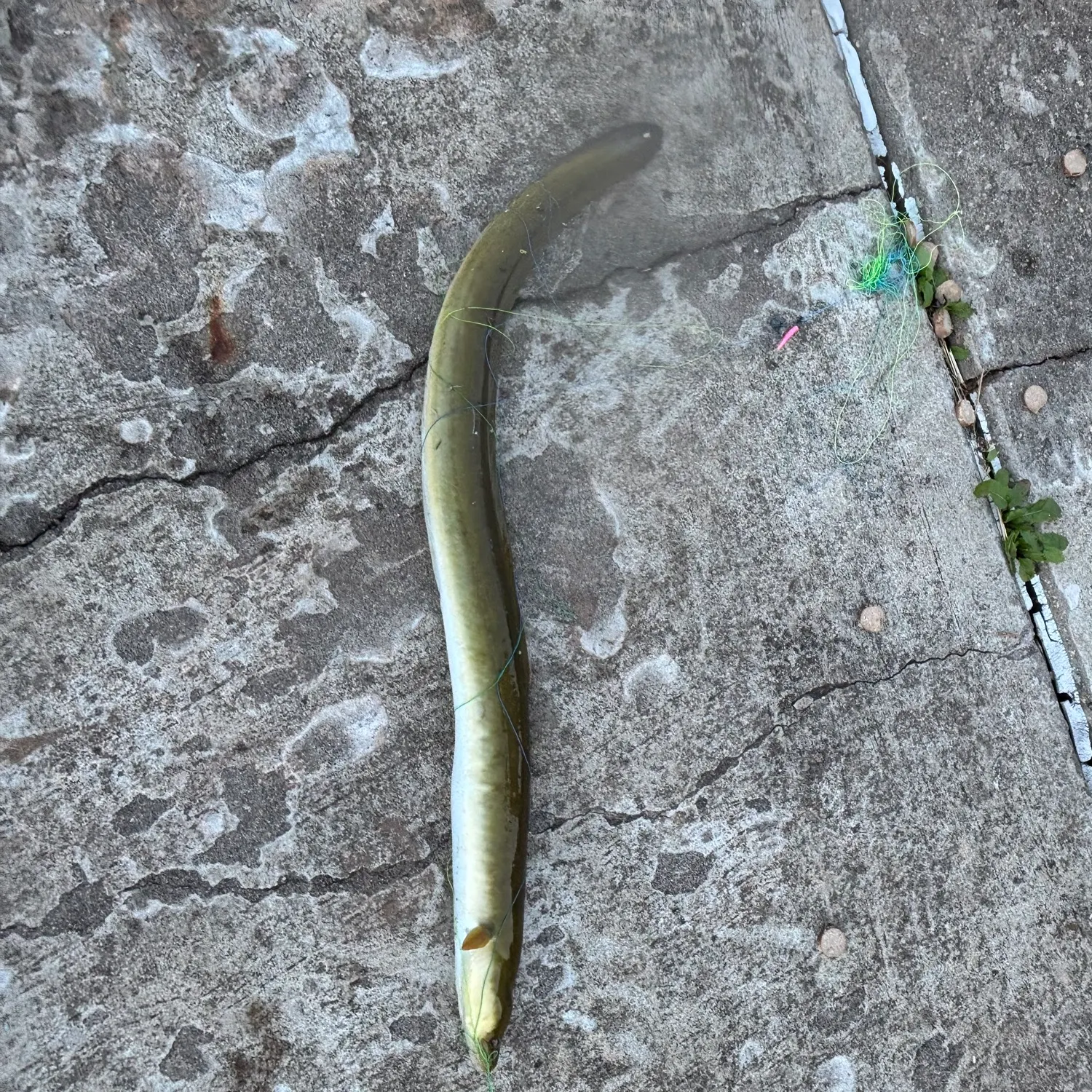 American eel caught on Fishbrain