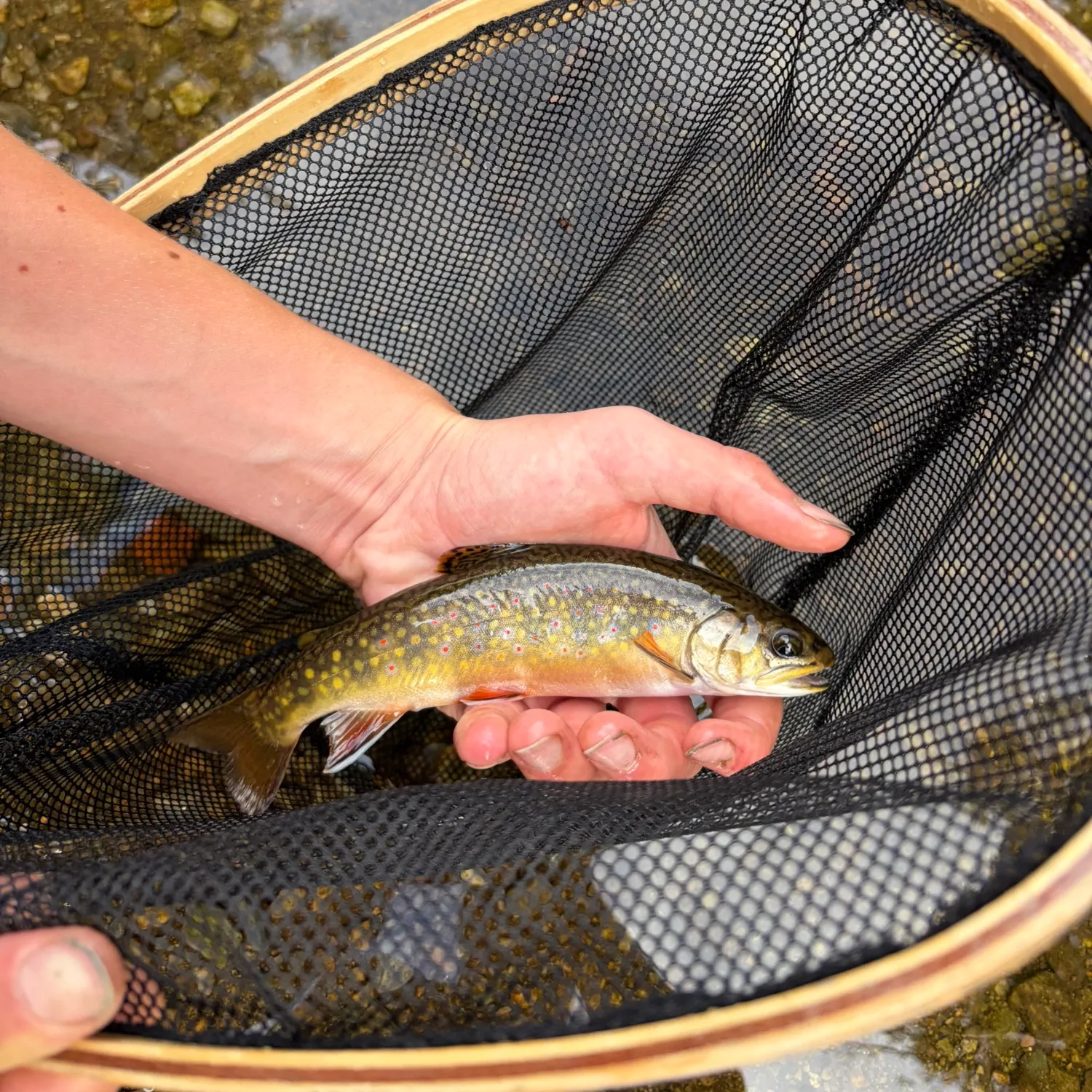 Brook trout caught on Fishbrain