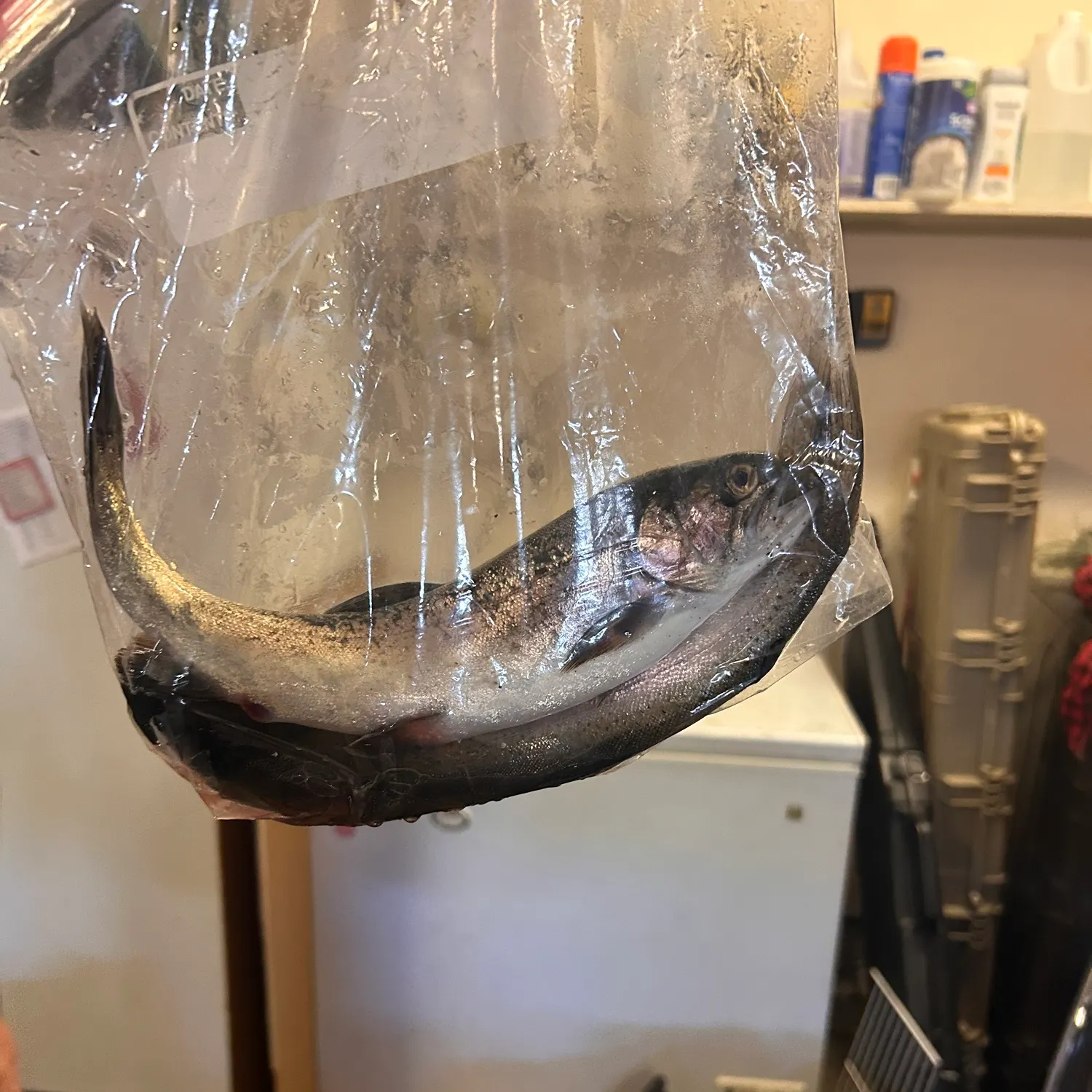 Rainbow trout caught on Fishbrain