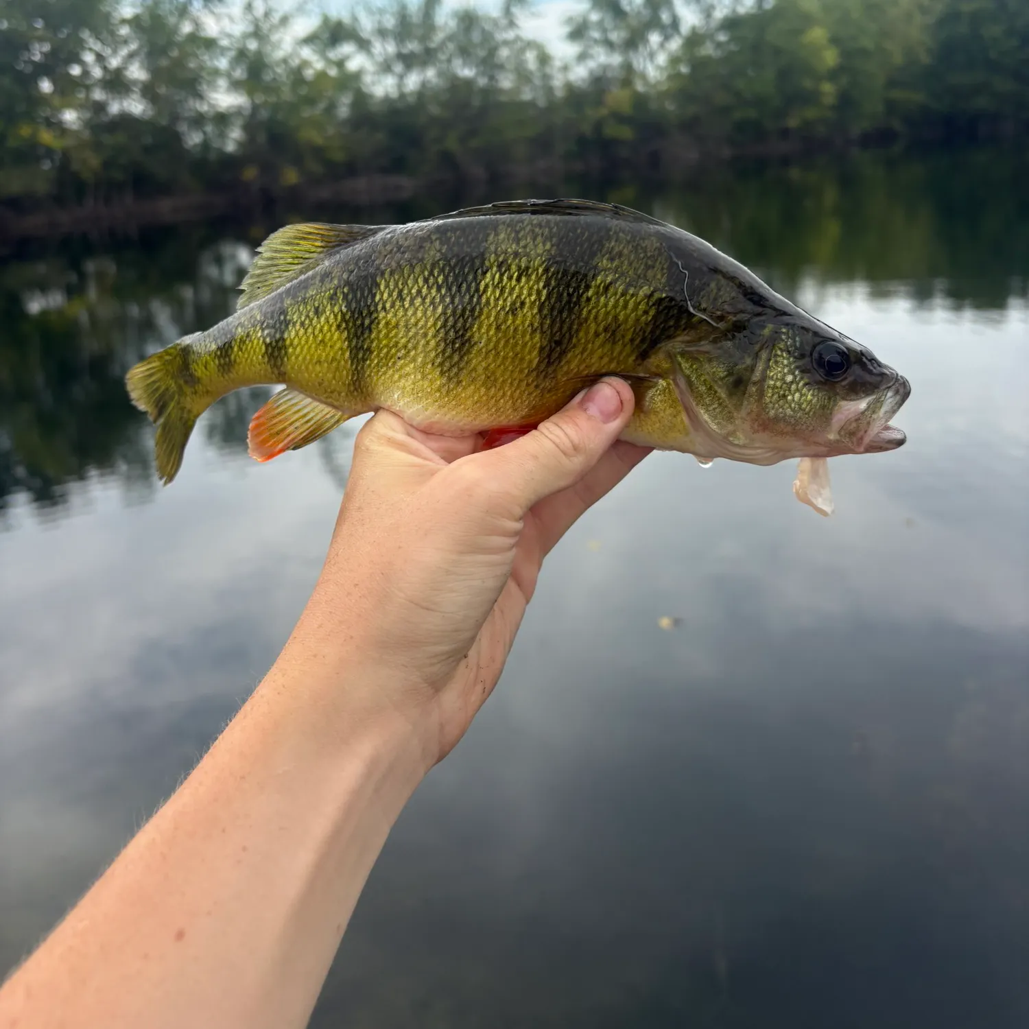 Yellow perch caught on Fishbrain