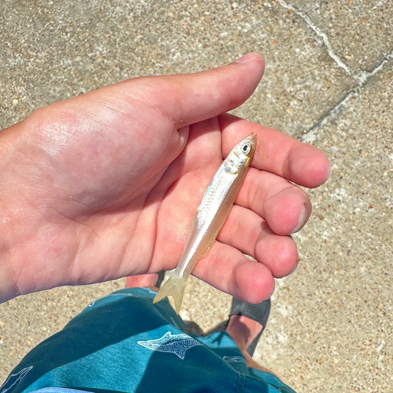 The most recent Inland silverside catches on Fishbrain