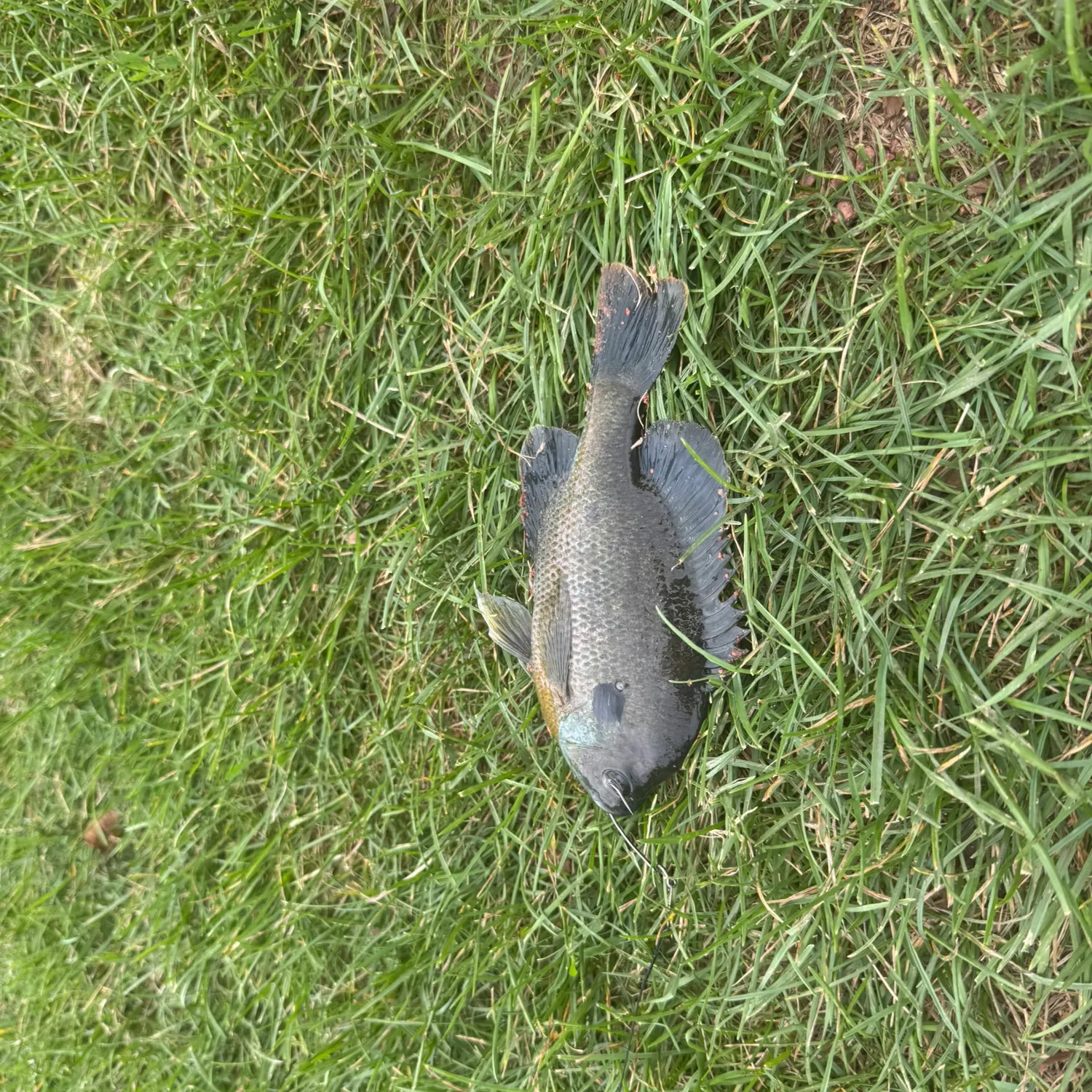 The most recent Bluegill catches on Fishbrain