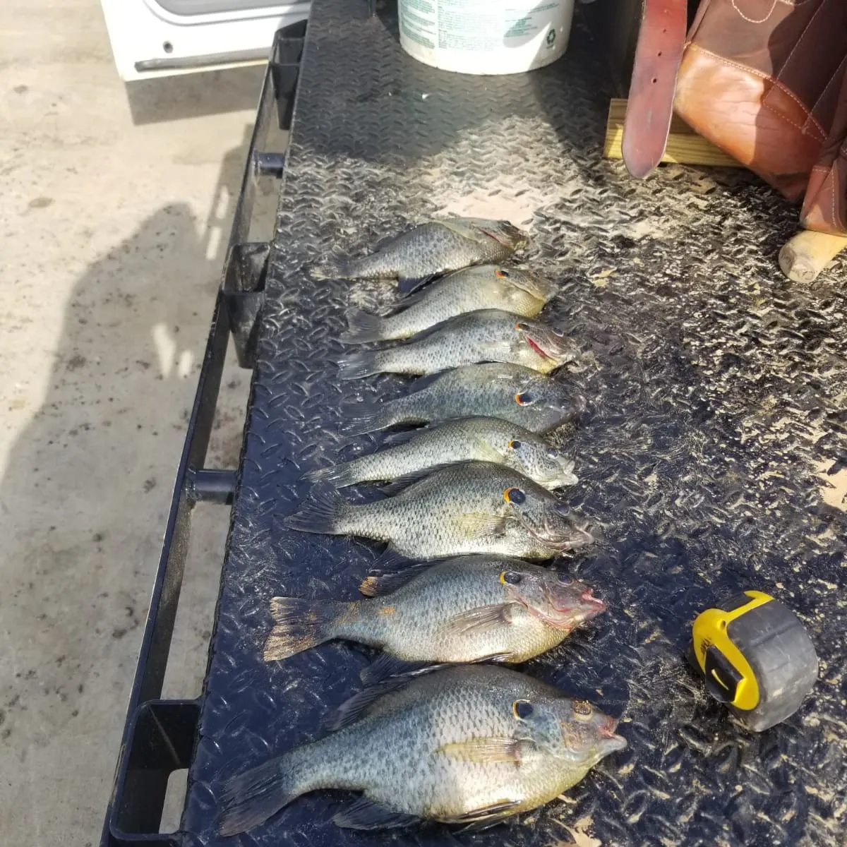 recently logged catches