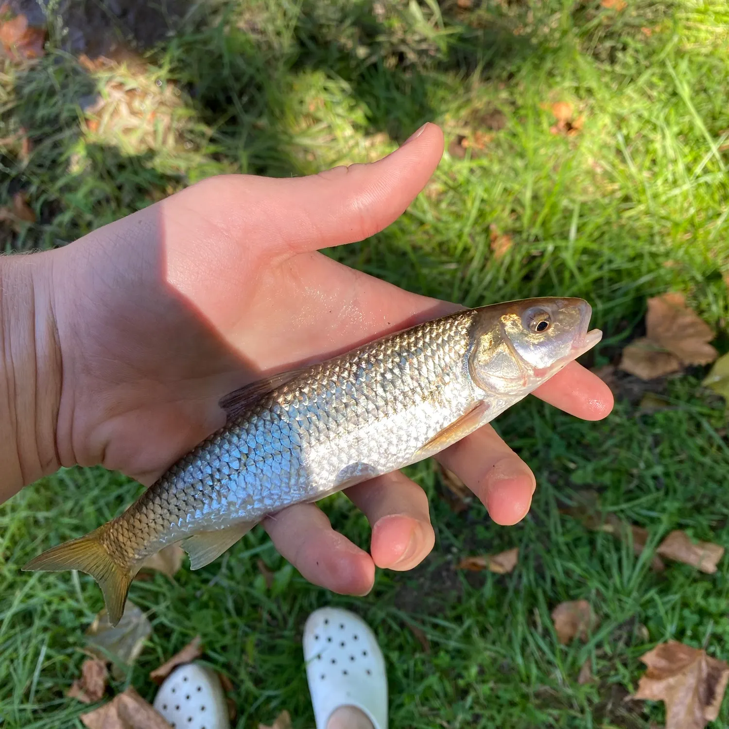 Fallfish caught on Fishbrain