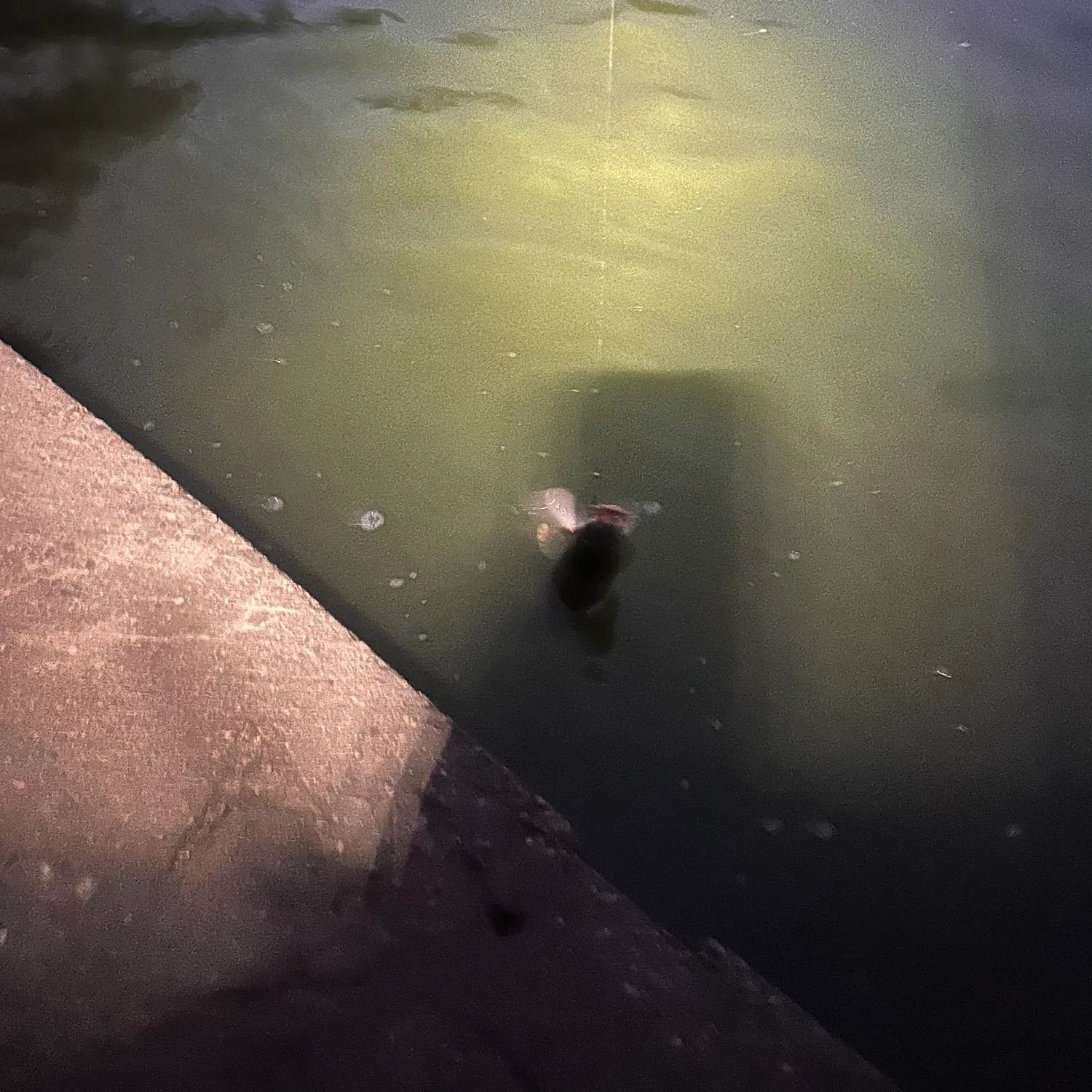 Common carp caught on Fishbrain