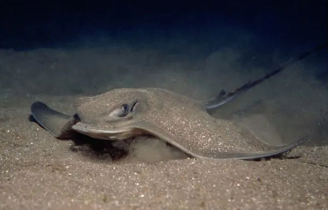 Common eagle ray