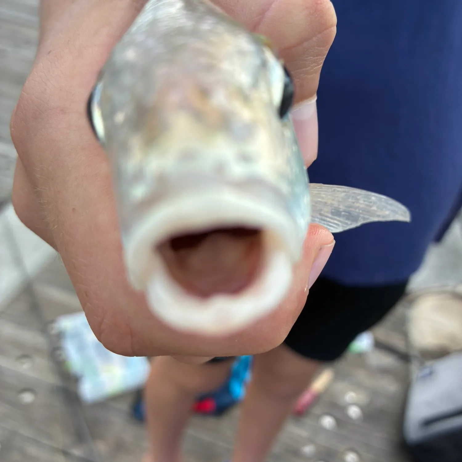Spotfin croaker caught on Fishbrain