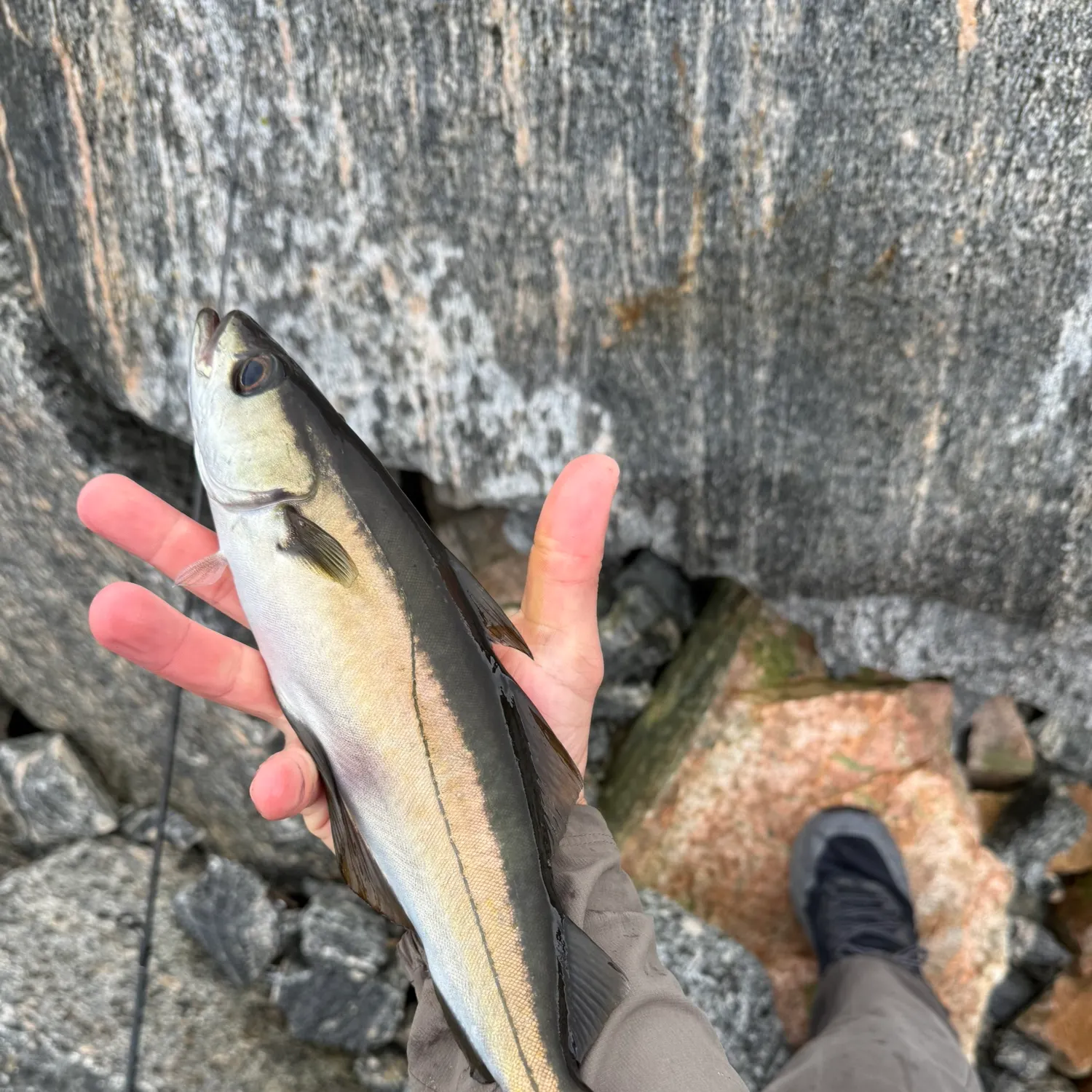 Pollack caught on Fishbrain