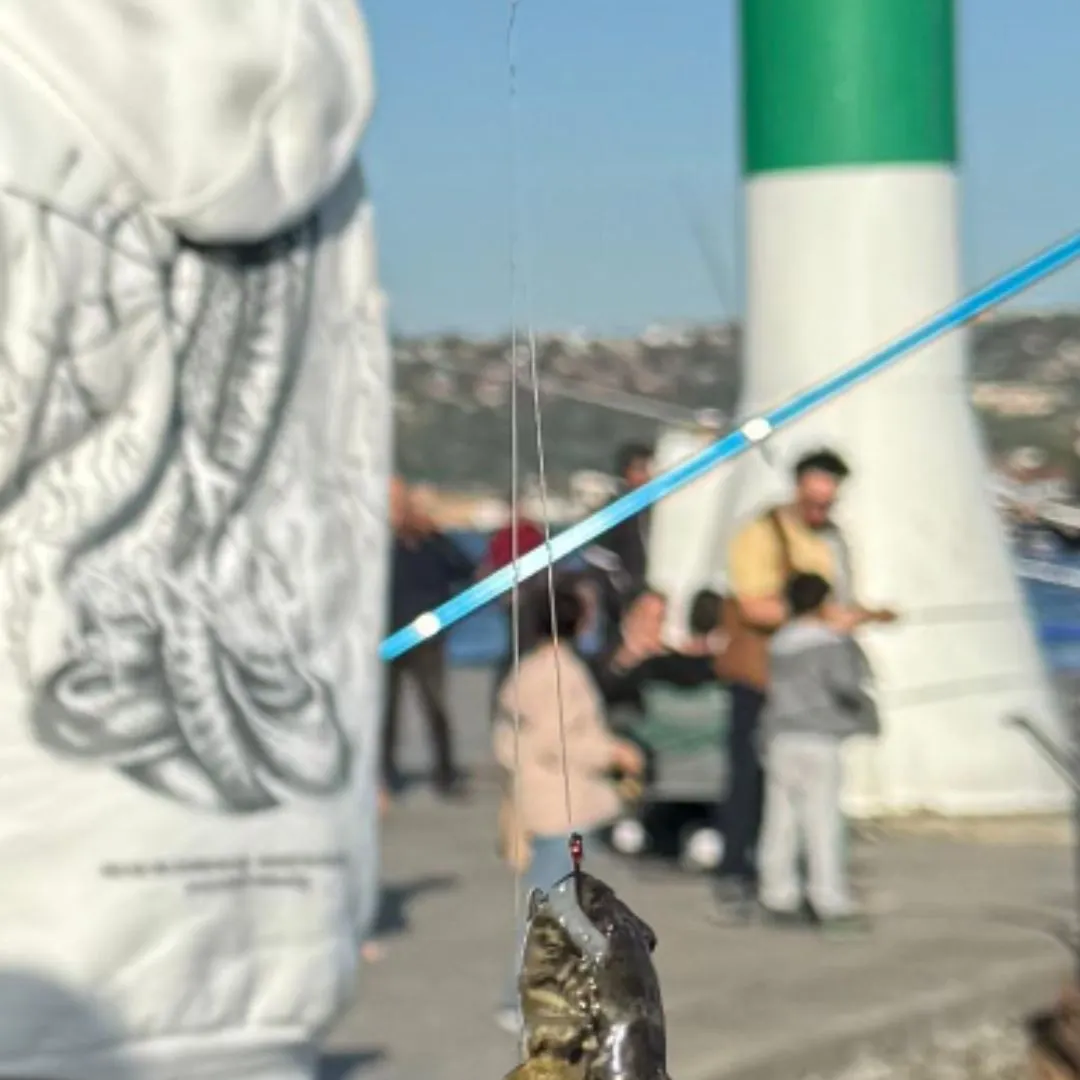 The most recent Rock goby catches on Fishbrain