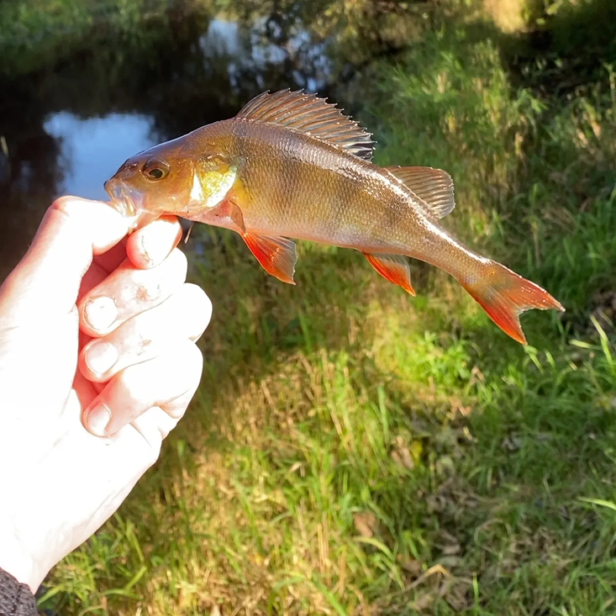 European perch caught on Fishbrain