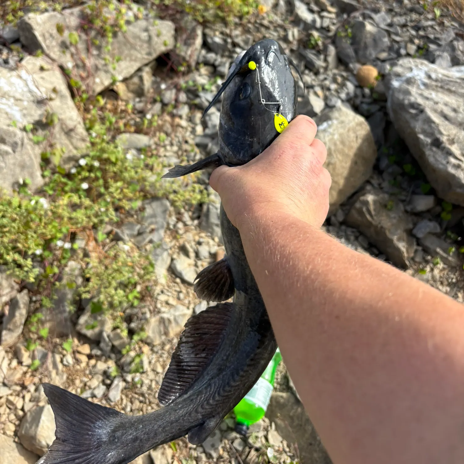 Black bullhead caught on Fishbrain