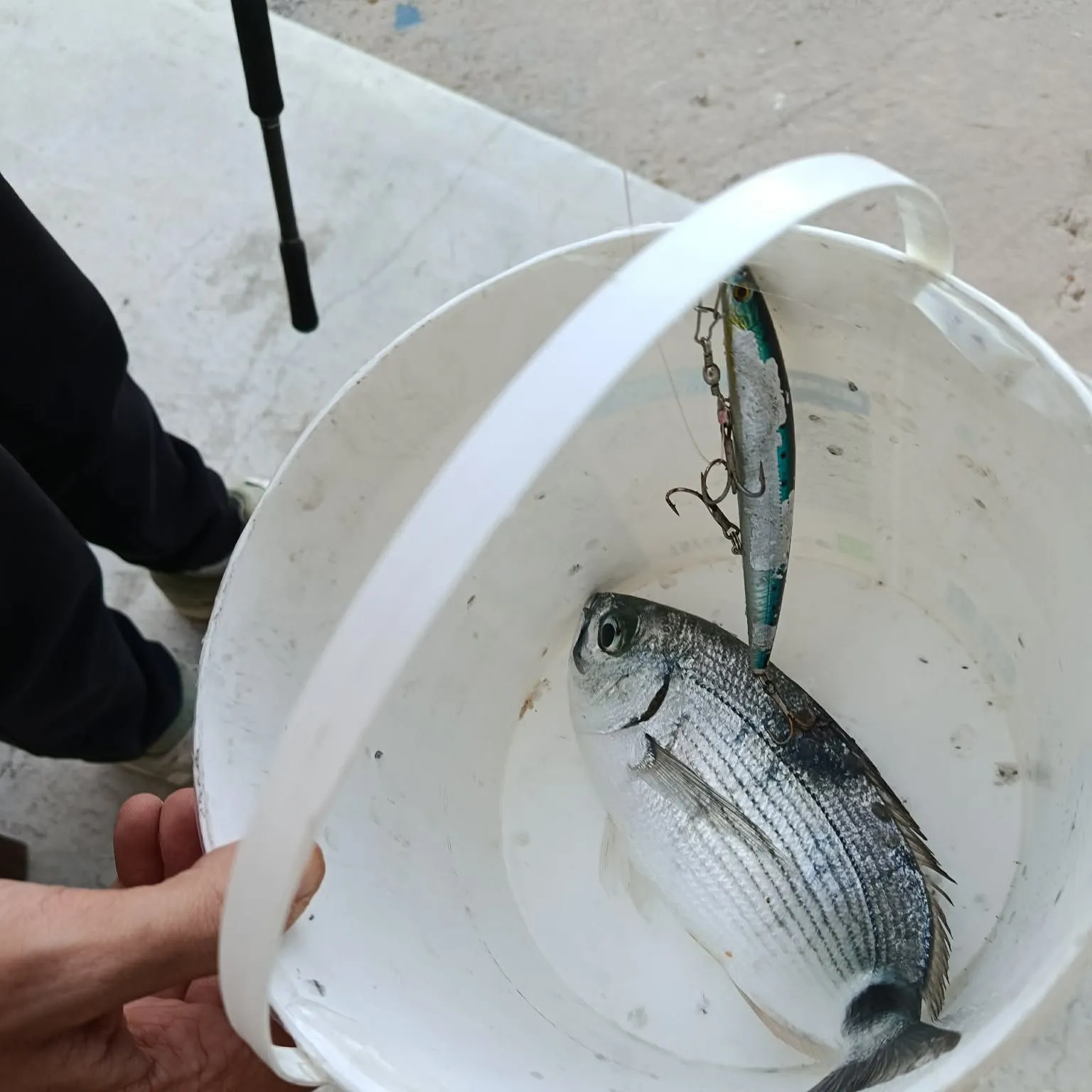 The most recent Saddled seabream catches on Fishbrain