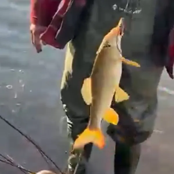 The most recent Pealip redhorse catches on Fishbrain