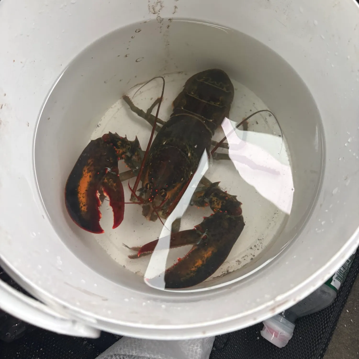 The most recent American lobster catches on Fishbrain