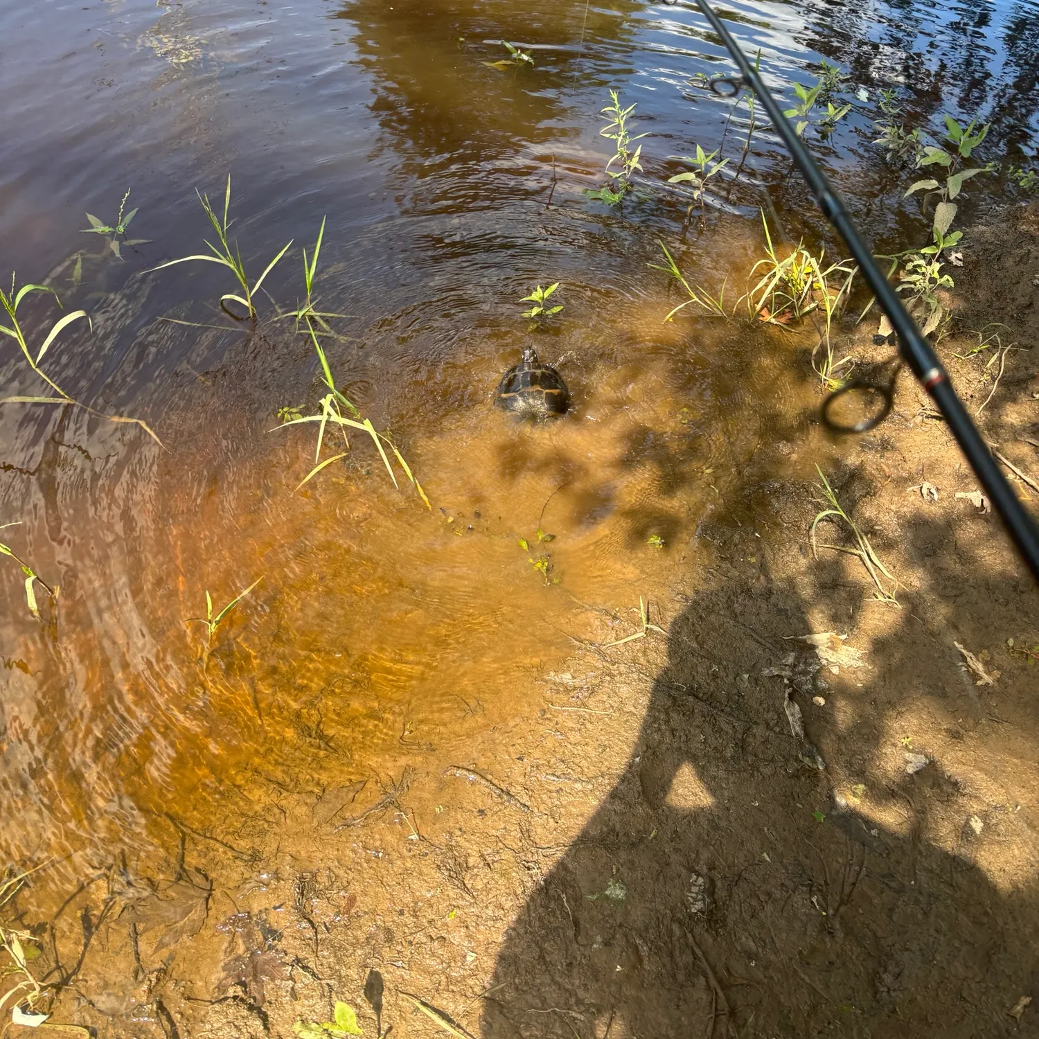 The most recent Painted turtle catches on Fishbrain
