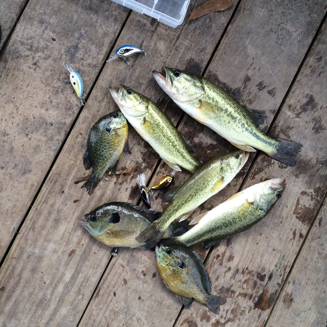 recently logged catches