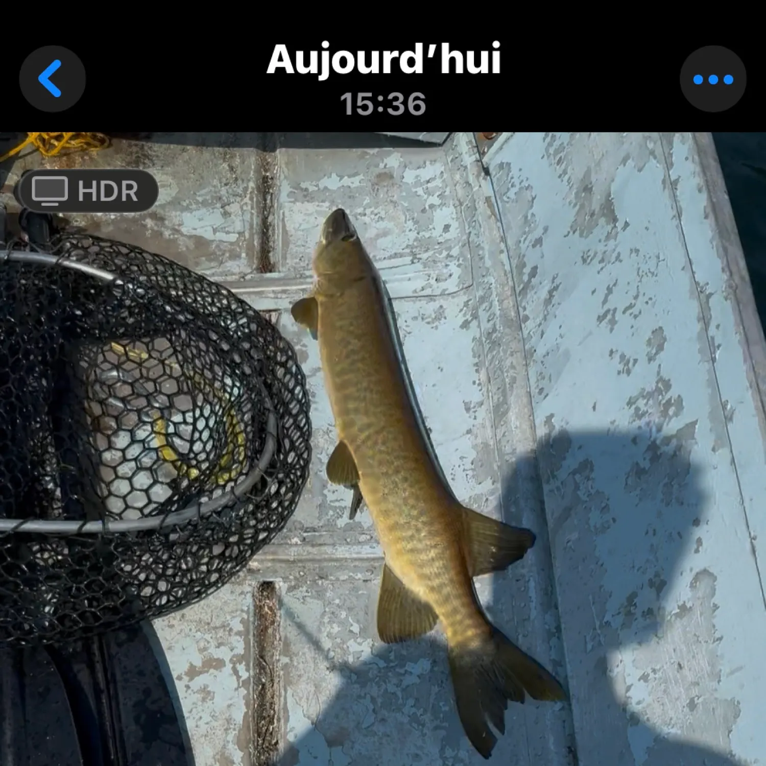 recently logged catches