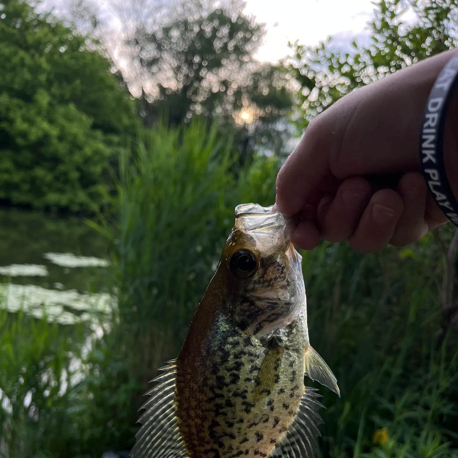 angler catch