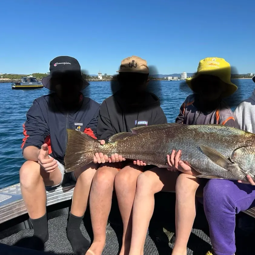 Japanese meagre caught on Fishbrain