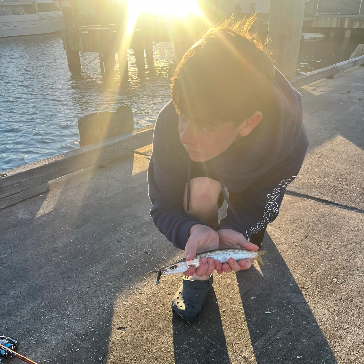The most recent Northern snubnose garfish catches on Fishbrain
