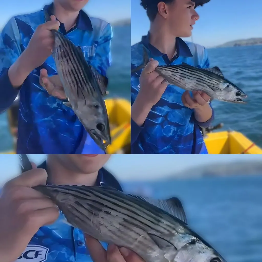 The most recent Australian bonito catches on Fishbrain