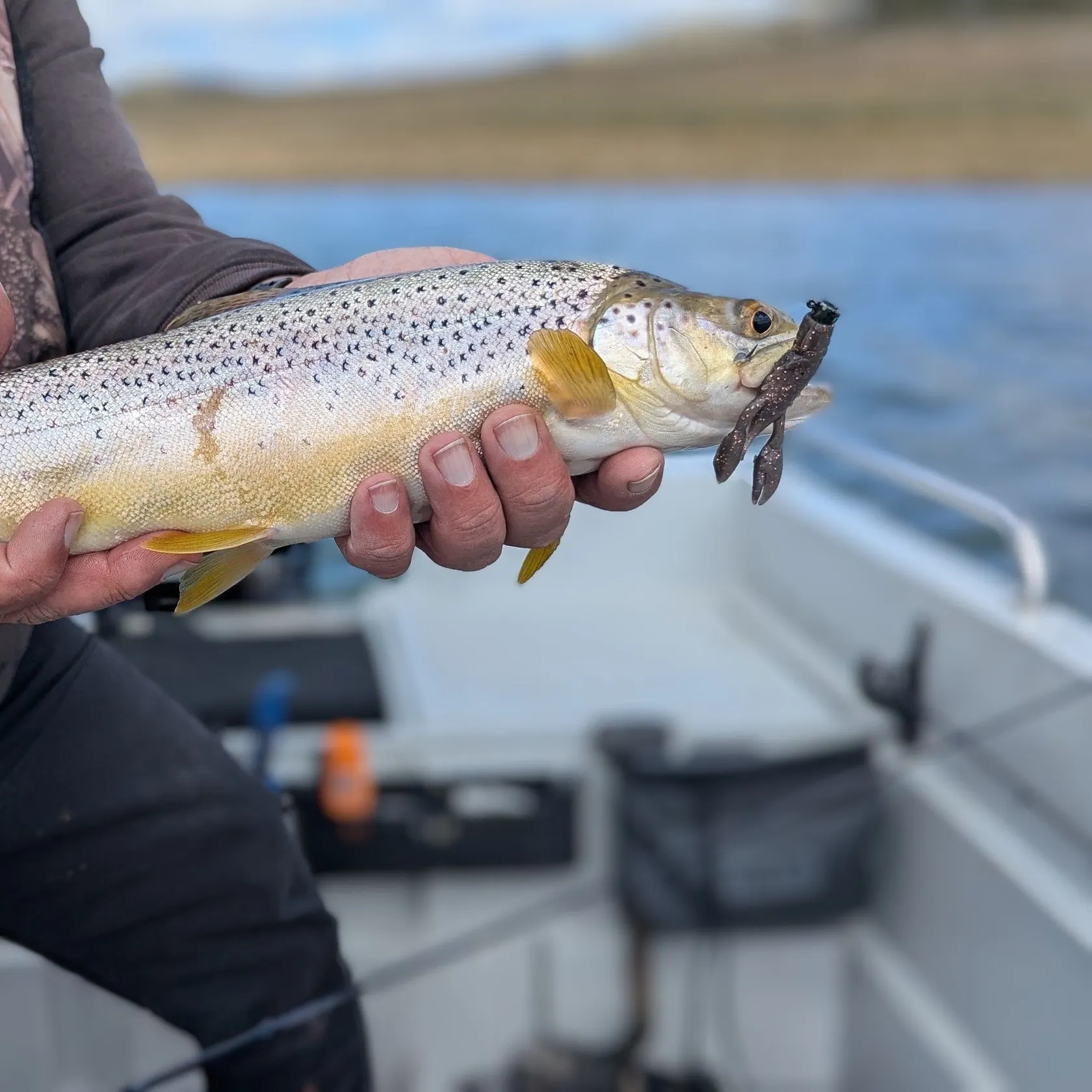 Brown trout caught on Fishbrain