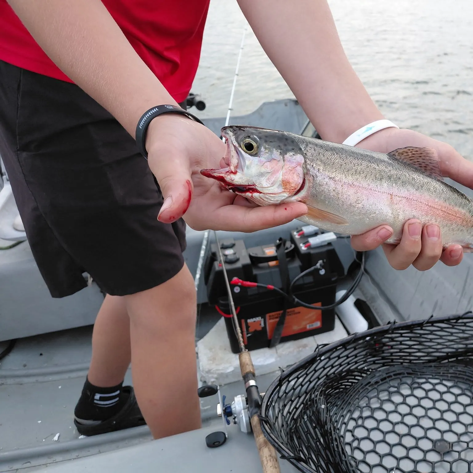 Rainbow trout caught on Fishbrain