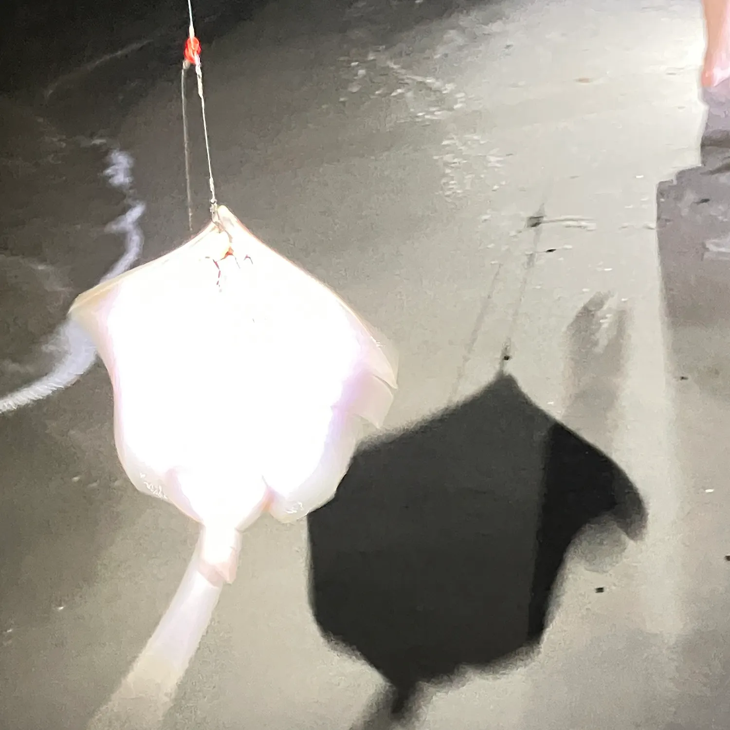 Common stingray caught on Fishbrain