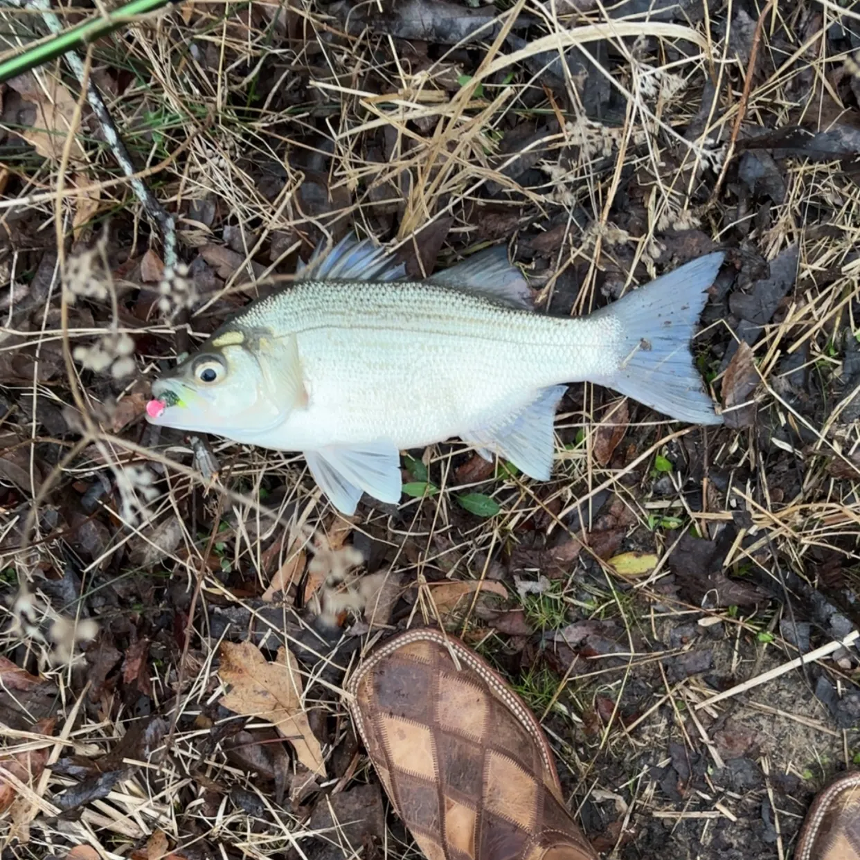 The most recent White bass catches on Fishbrain