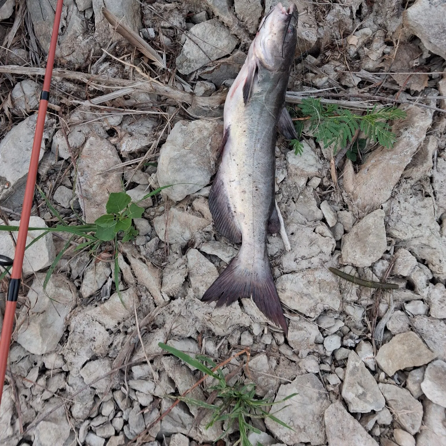 Channel catfish caught on Fishbrain
