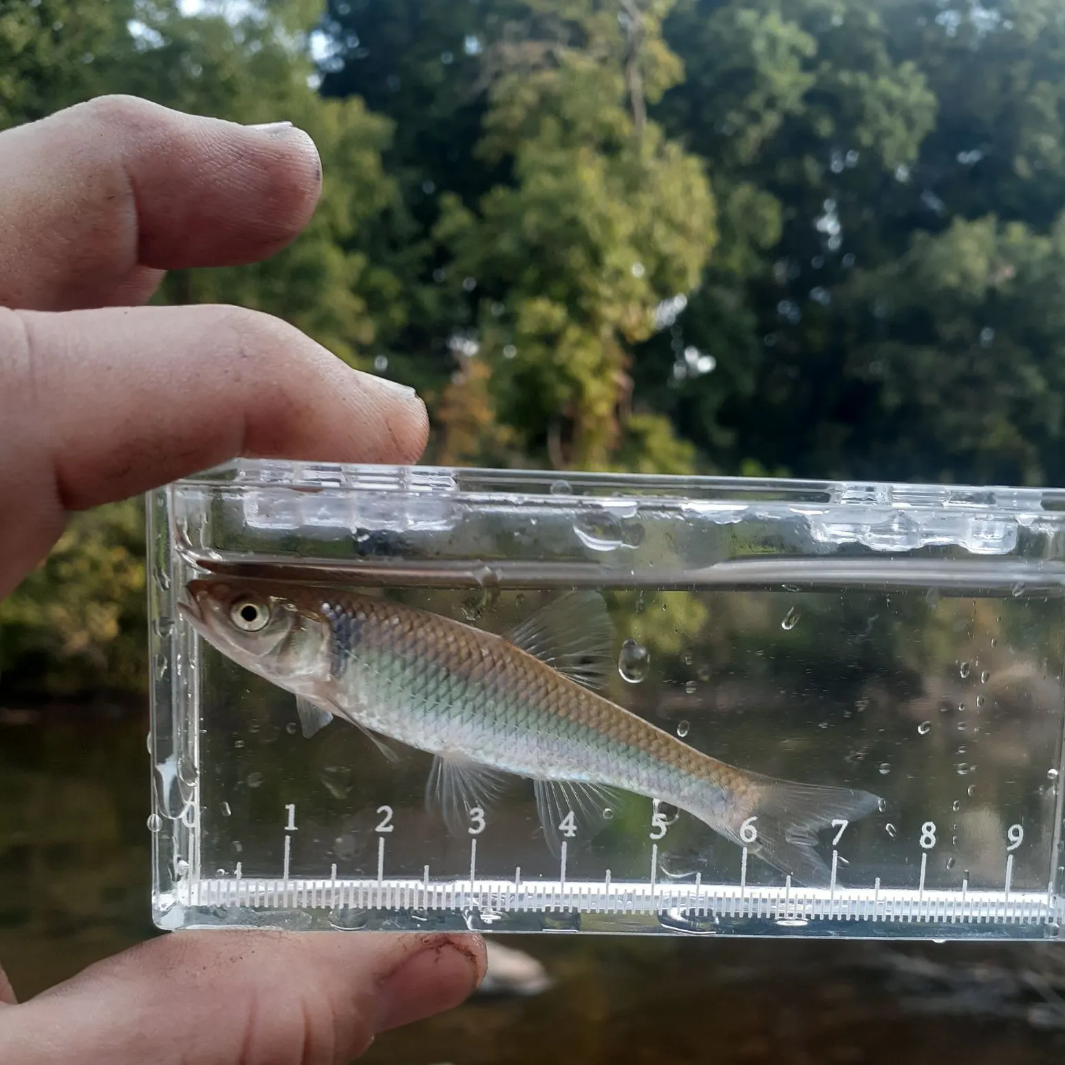 The most recent Spotfin shiner catches on Fishbrain