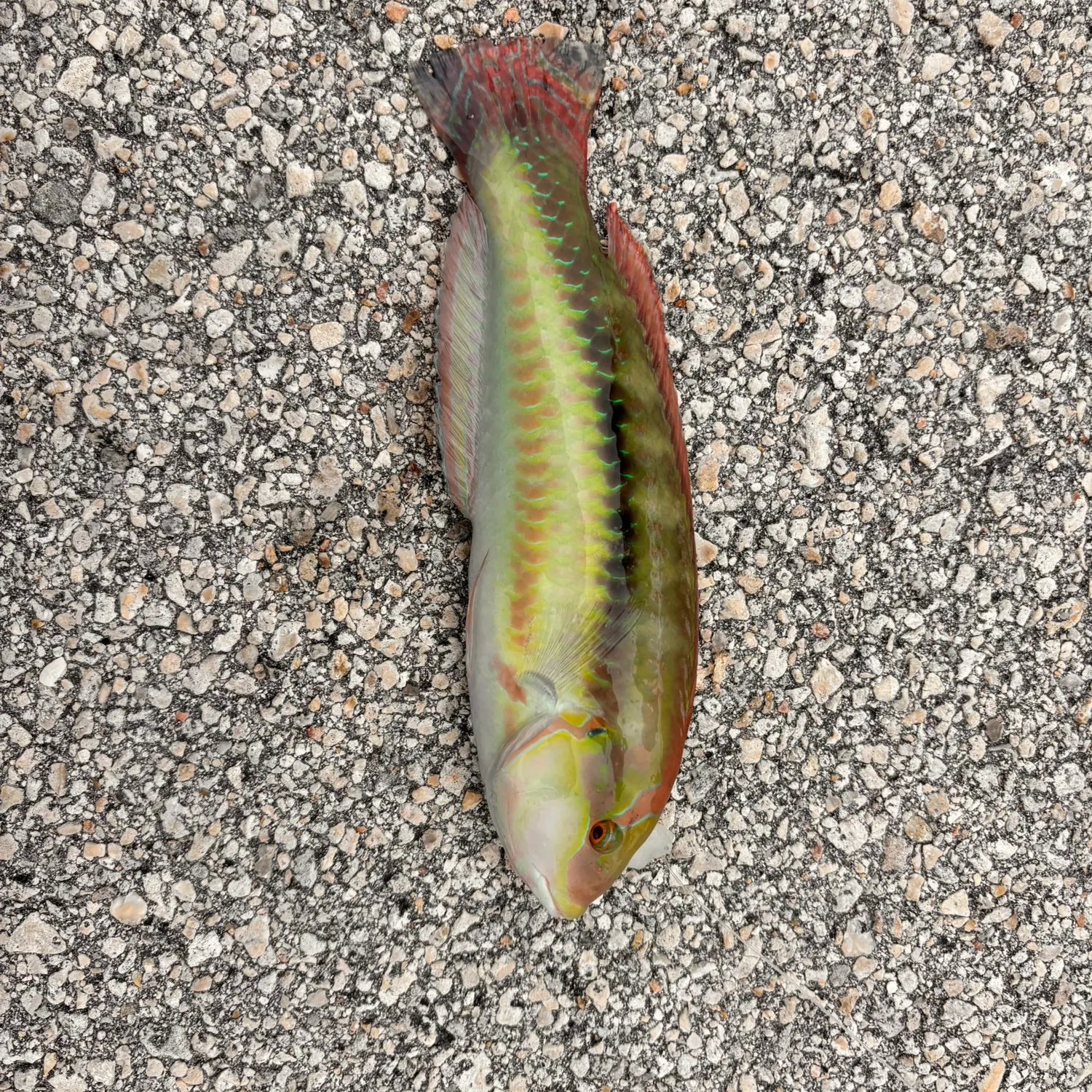 The most recent Slippery dick wrasse catches on Fishbrain