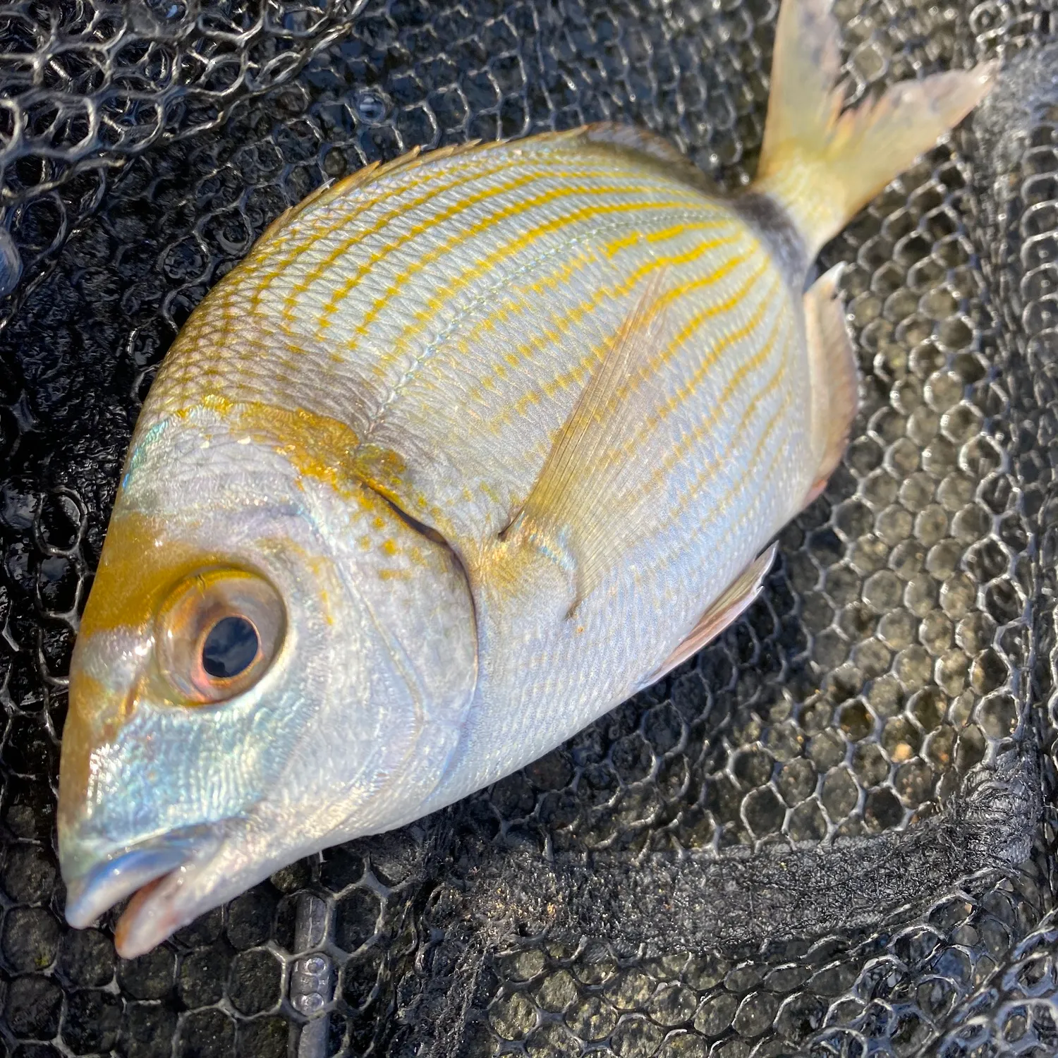 The most recent Annular seabream catches on Fishbrain