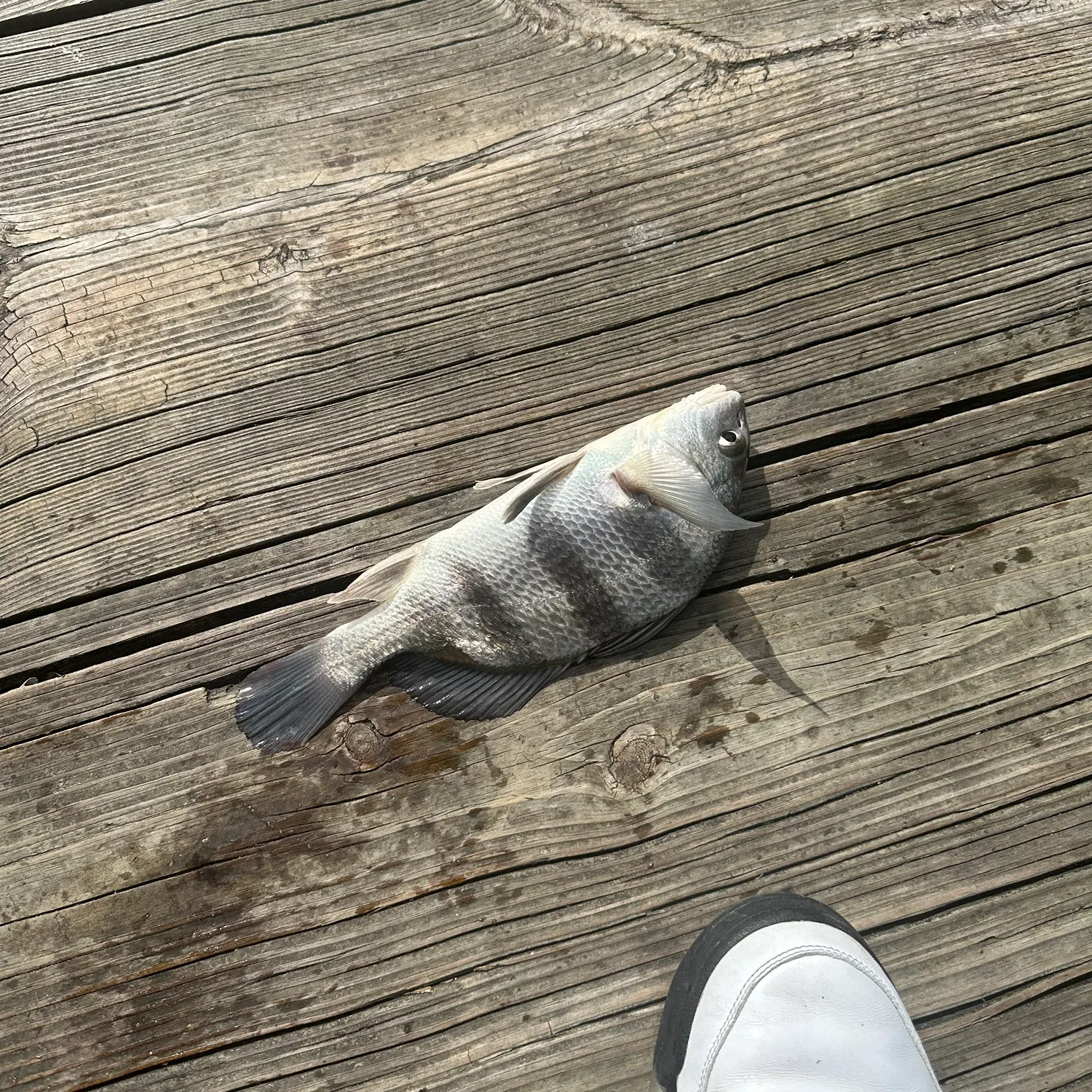The most recent Black drum catches on Fishbrain