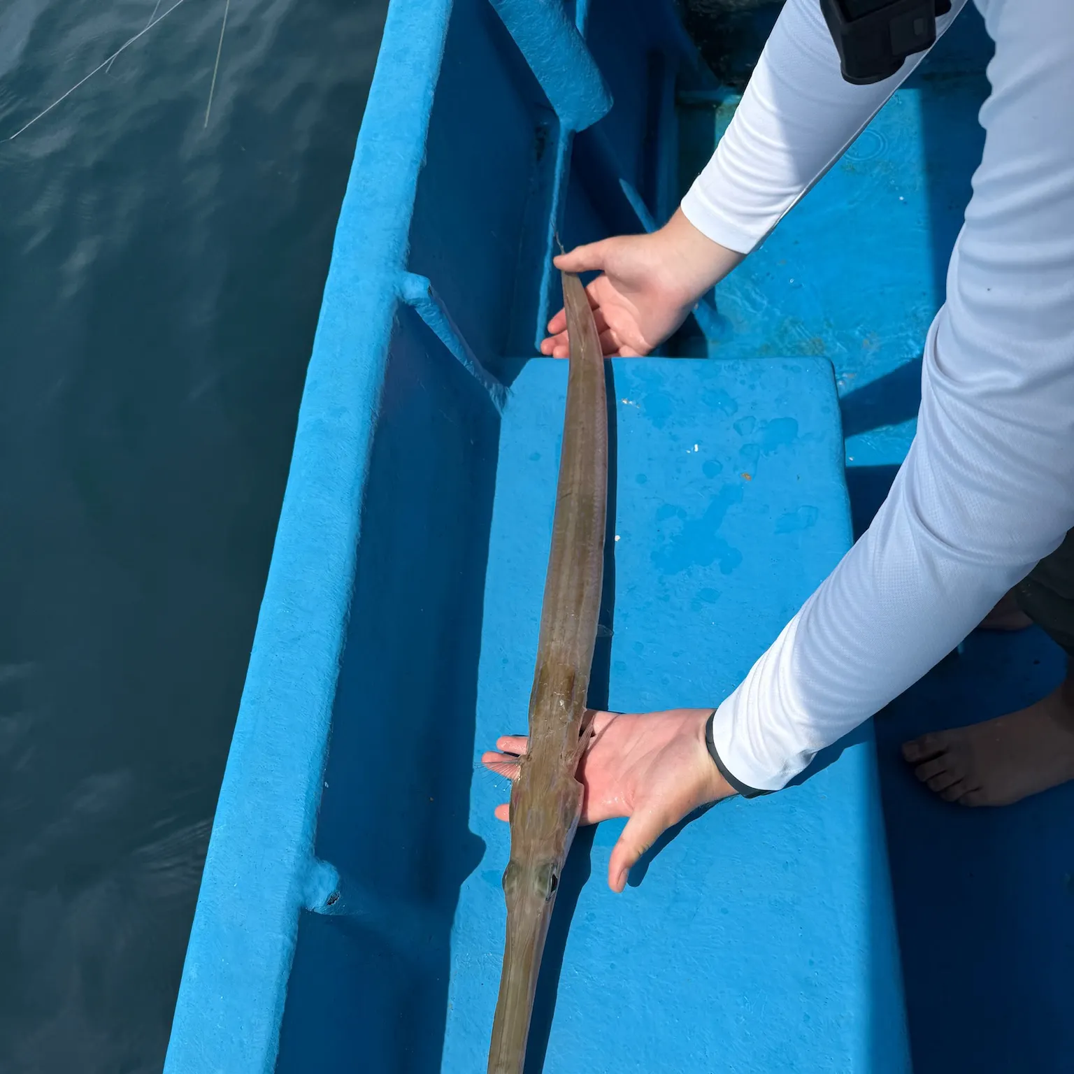 The most recent Red cornetfish catches on Fishbrain