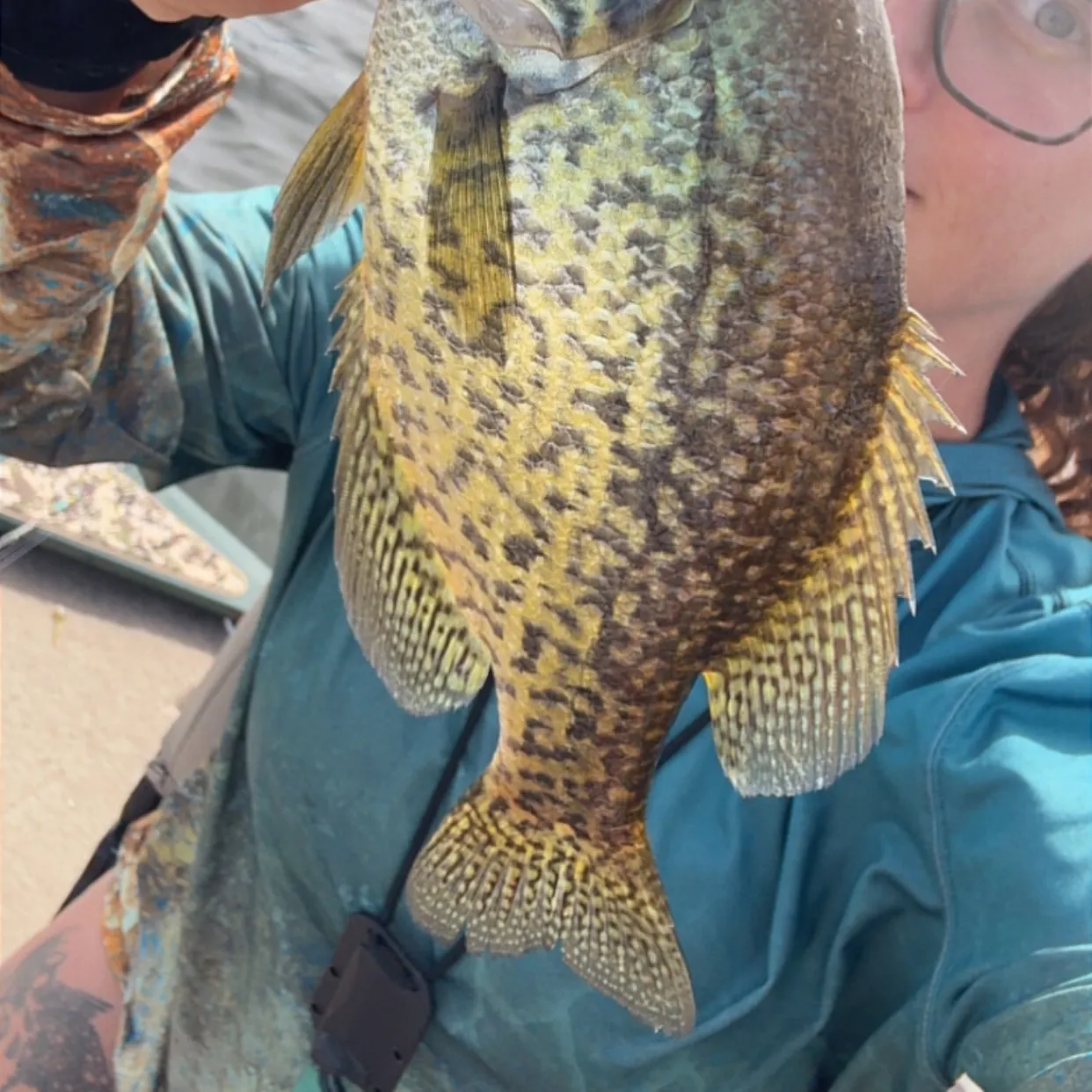Black crappie caught on Fishbrain