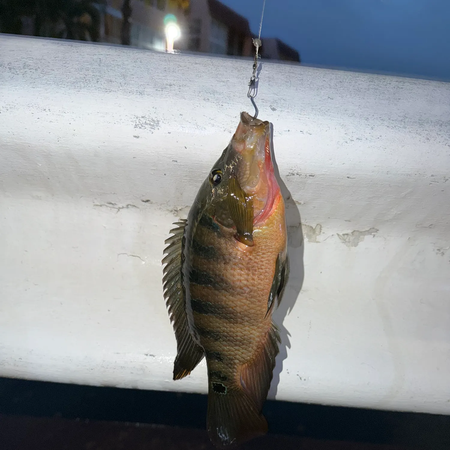 Mayan cichlid caught on Fishbrain