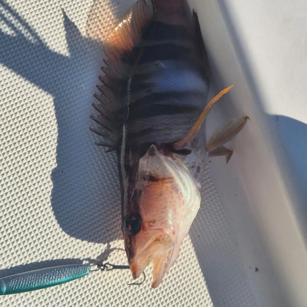 Painted comber caught on Fishbrain