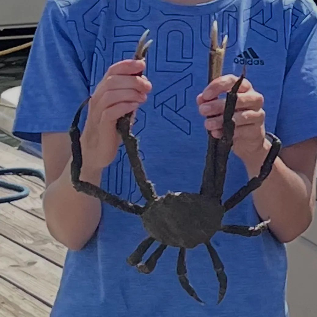 The most recent Portly spider crab catches on Fishbrain