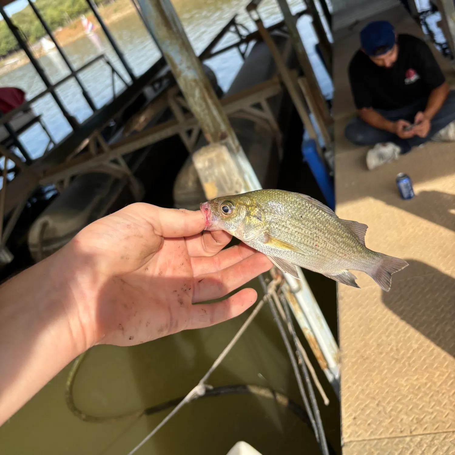 White bass caught on Fishbrain