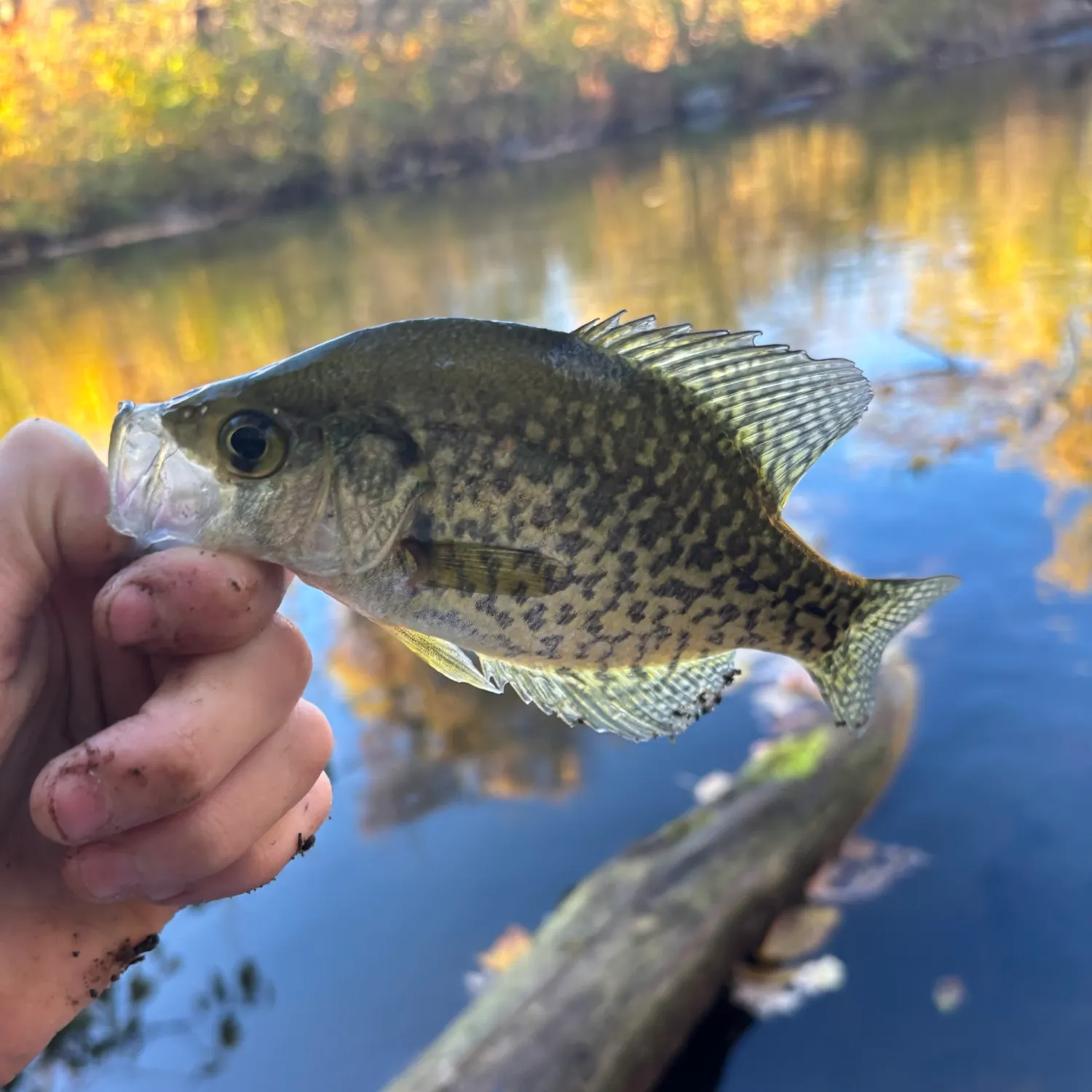 Black crappie caught on Fishbrain