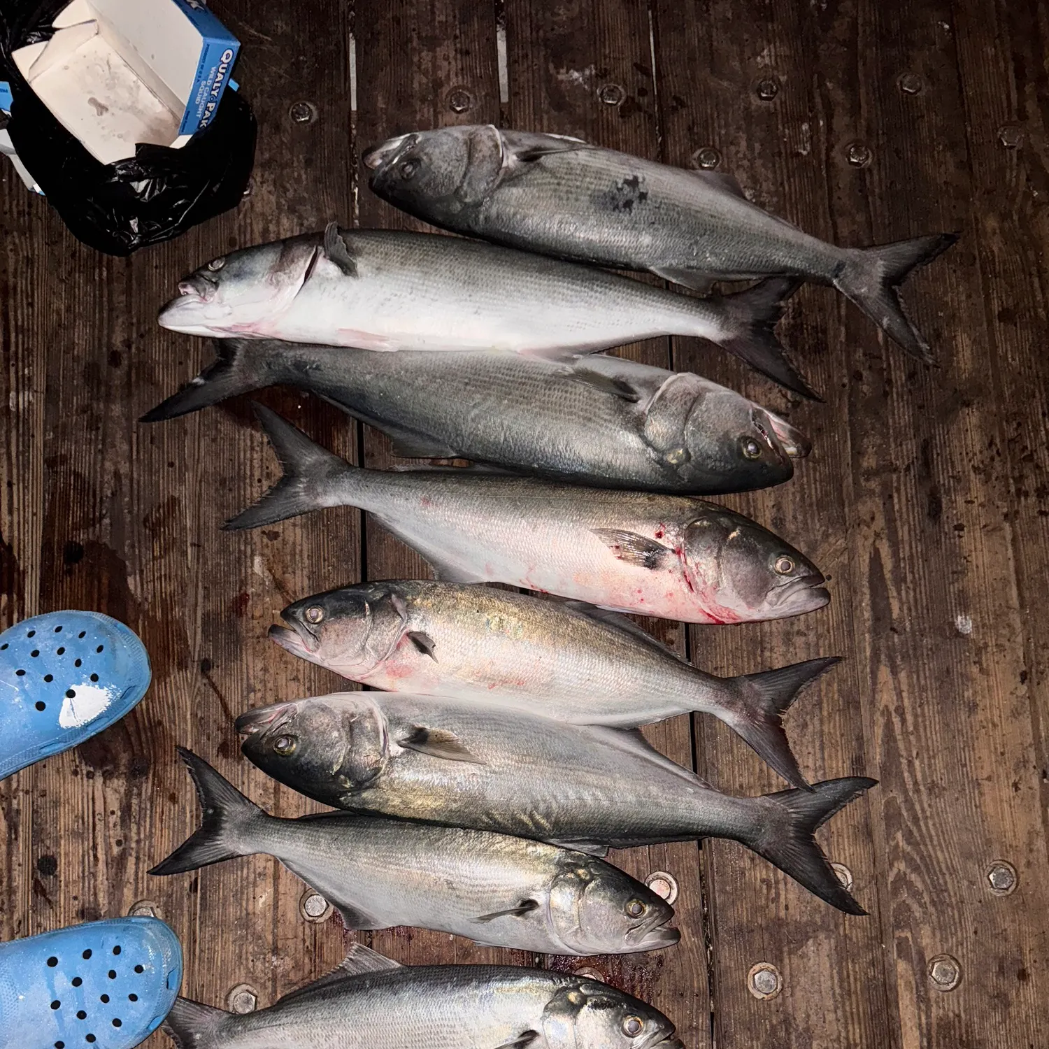 recently logged catches