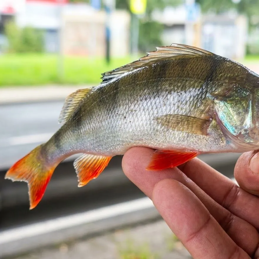 European perch caught on Fishbrain
