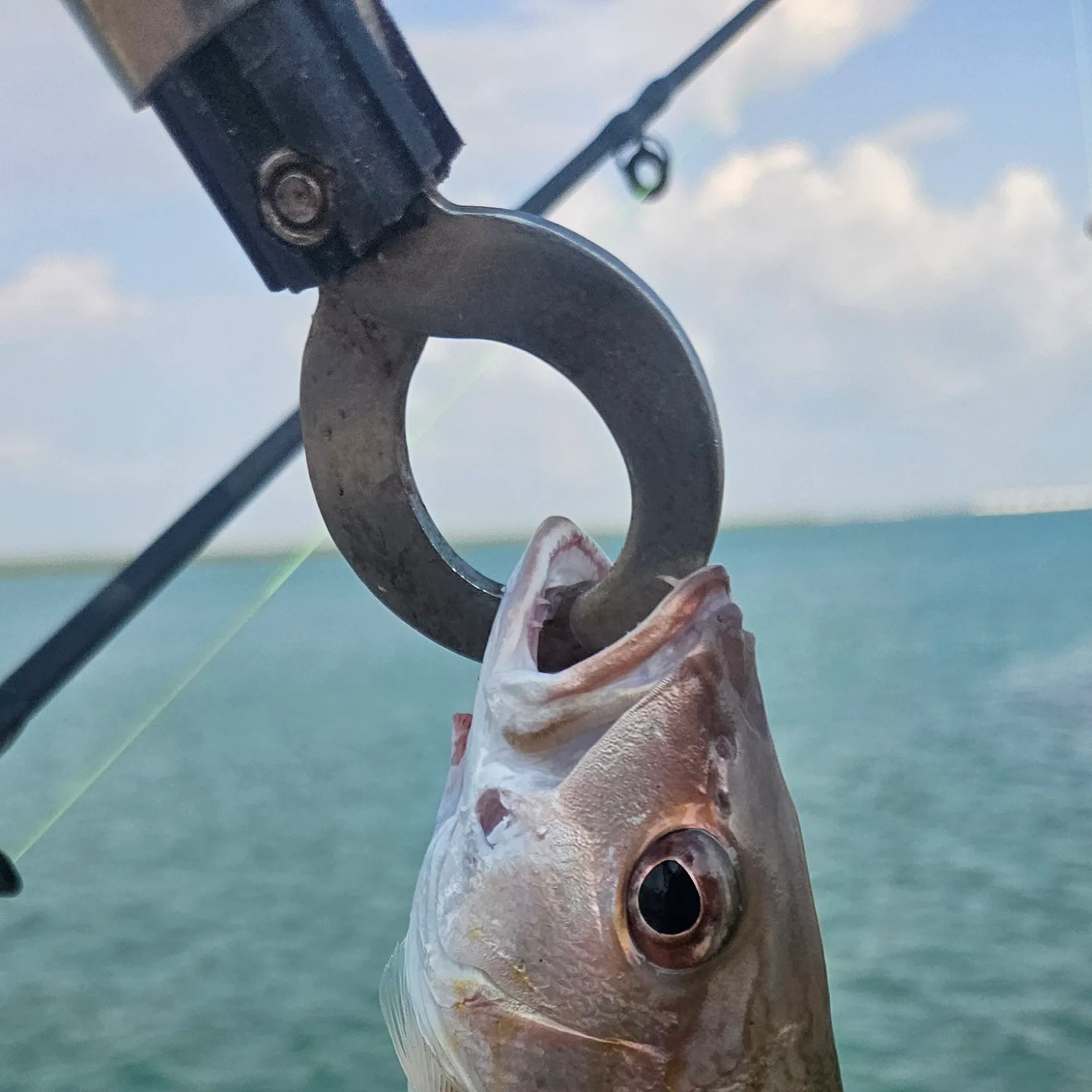 Moses perch caught on Fishbrain