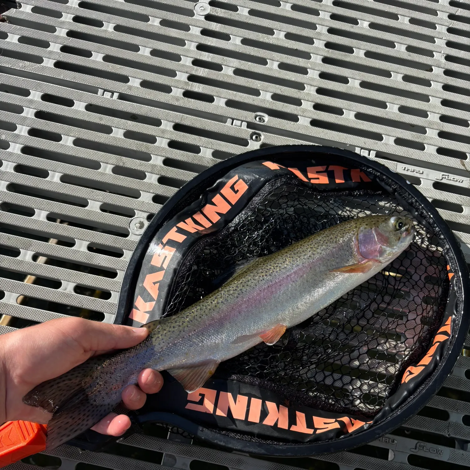 Rainbow trout caught on Fishbrain