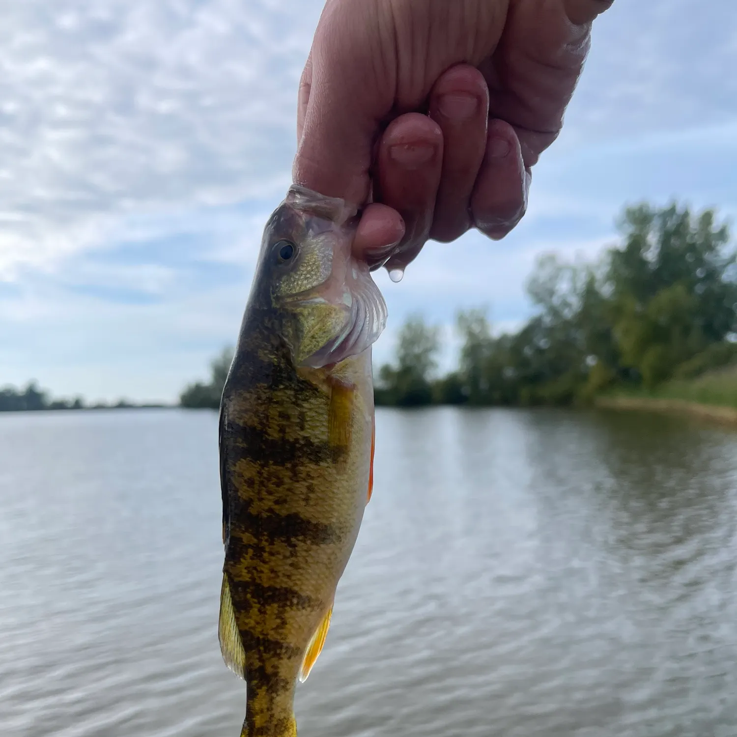 Yellow perch caught on Fishbrain